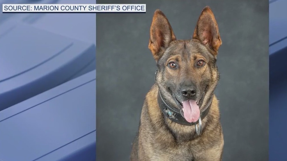 K-9 Leo still in recovery after an officer-involved shooting in Marion County